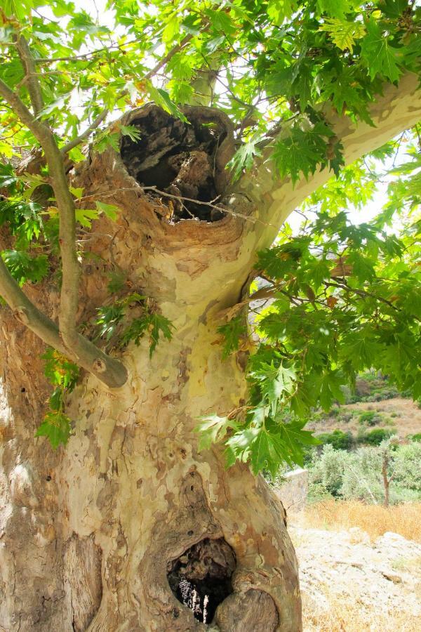 Petrakis Cretan Homes Kíszamosz Kültér fotó